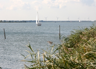 Afbeelding Ecologische effecten in het Haringvliet