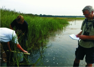 Afbeelding Macrofauna in moerasvegetatie