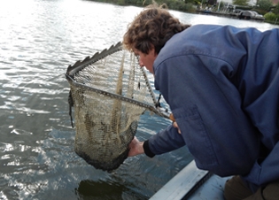 Afbeelding Cadmium accumulatie in de voedselketen