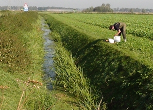 Afbeelding Macrofauna in sloten langs akkers met akkerranden