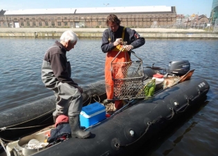 Afbeelding Biota monitoring met schelpdieren