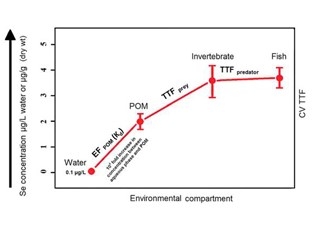 Afbeelding Literatuur studie naar de bioaccumulatie van seleen