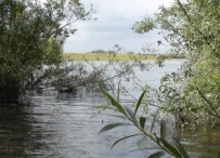 Afbeelding Waterbodems in het Zwarte water